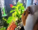 Want a Pet, But Not the Hassle? Top 5 Low-Maintenance Pets for First-Time Owners
