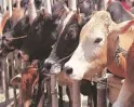 India's Dairy Grew 70% Under PM Modi: 146MT to 239MT Milk Output