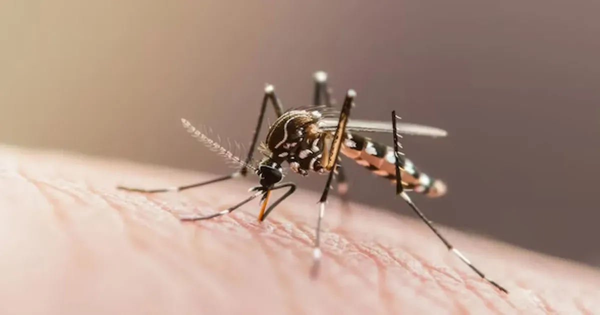 Chikungunya Alert: Tamil Nadu's Silent Killer Mosquito Is Back 