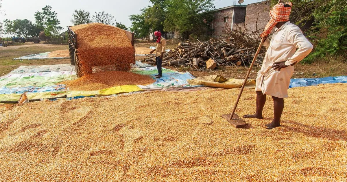 CM Naidu Demands Immediate Central Action To Protect Maize Farmers