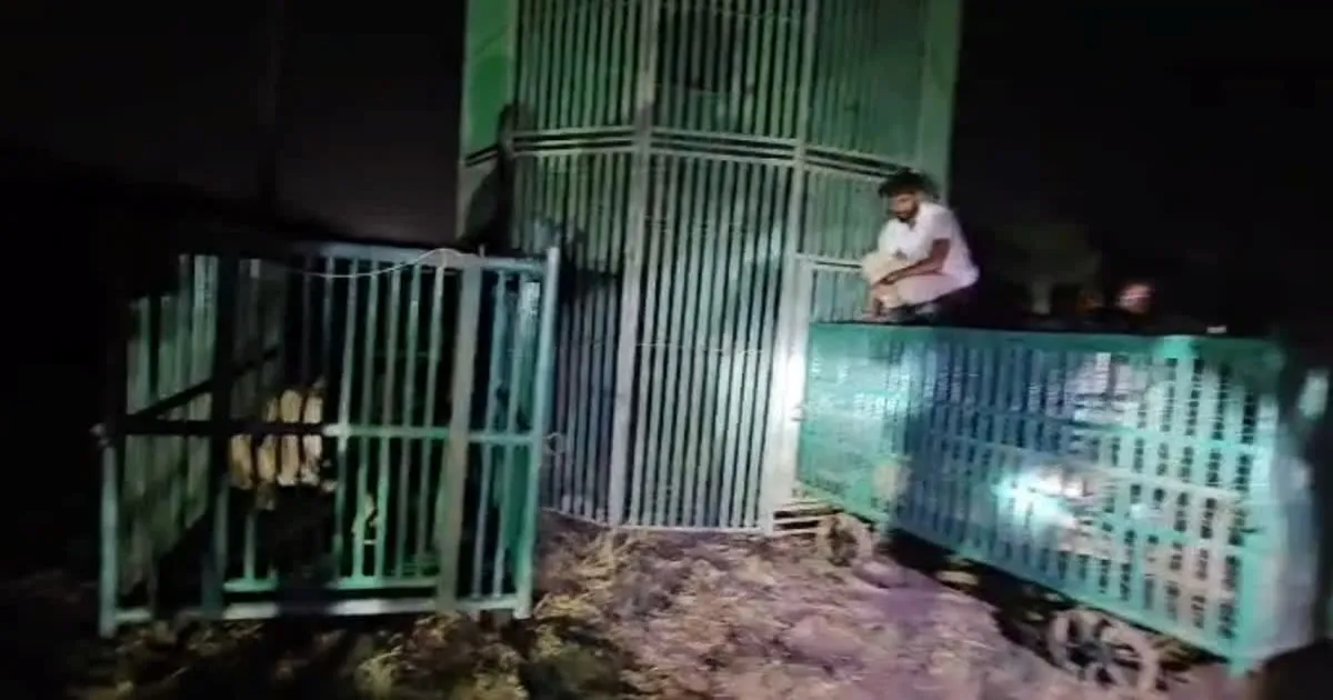 Authorities Capture 30 Lions In Gujarat Amid Rising Human-Wildlife Conflict