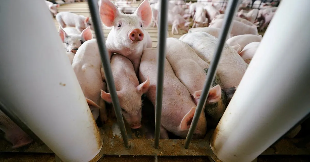 African Swine Fever Grips Kerala: Thrissur District Faces Alarming Outbreak