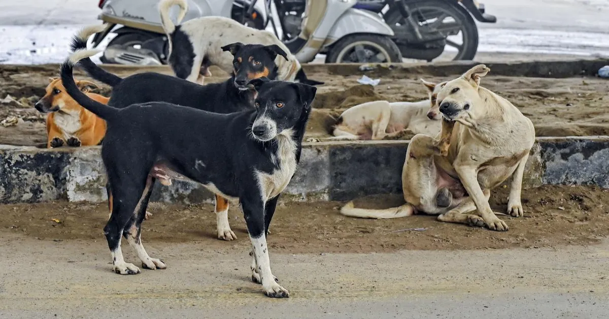 stray-dogs-terrorize-karnataka-mlas-demand-supreme-cour-SBPZSM