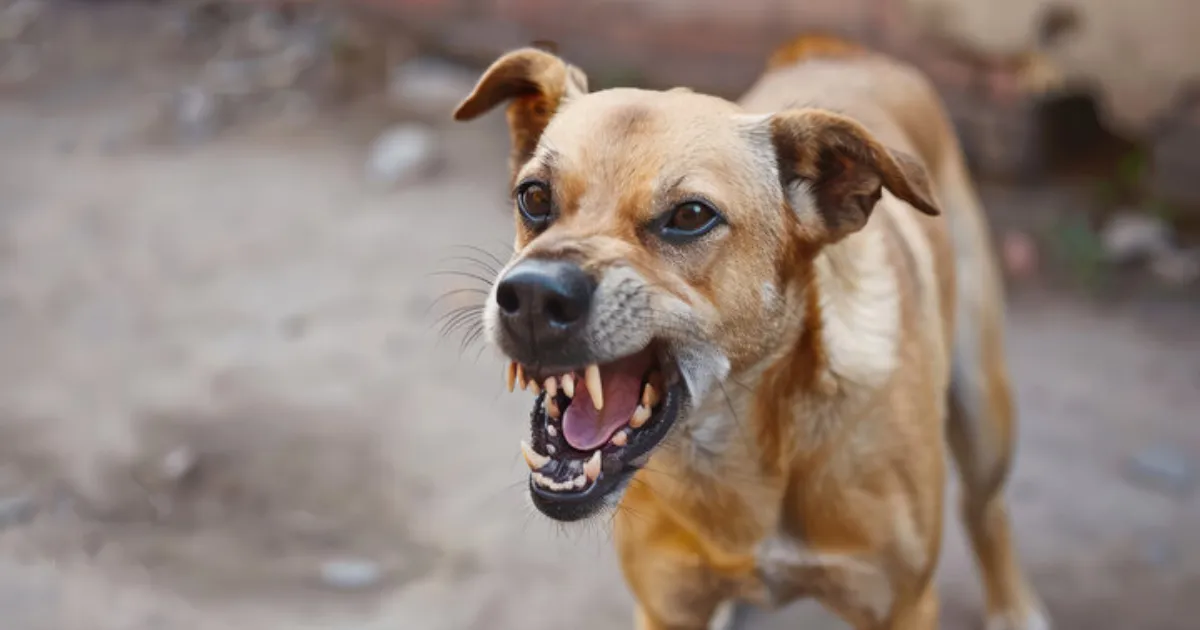 Supreme Court Allows Euthanasia Of Rabid And Aggressive Stray Dogs In Public Safety Ruling