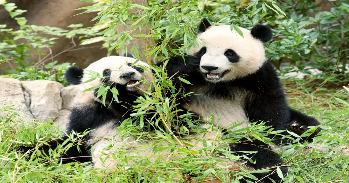Japan to Lose All Pandas After 50 Years as Twins Return to China