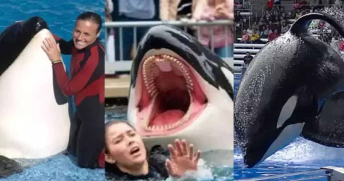 Jessica Radcliffe Orca Video Exposed: AI-Generated Hoax Uncovered