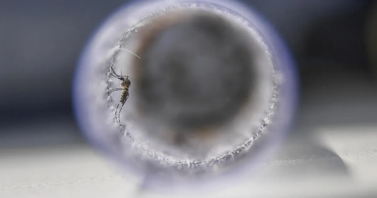 Brazil Expands Wolbachia Mosquito Program As Dengue Cases Rise Across Warmer Regions