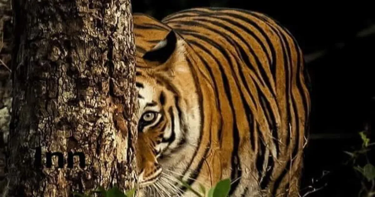 horror-in-bihar-tiger-mauls-elderly-farmer-to-death-inj