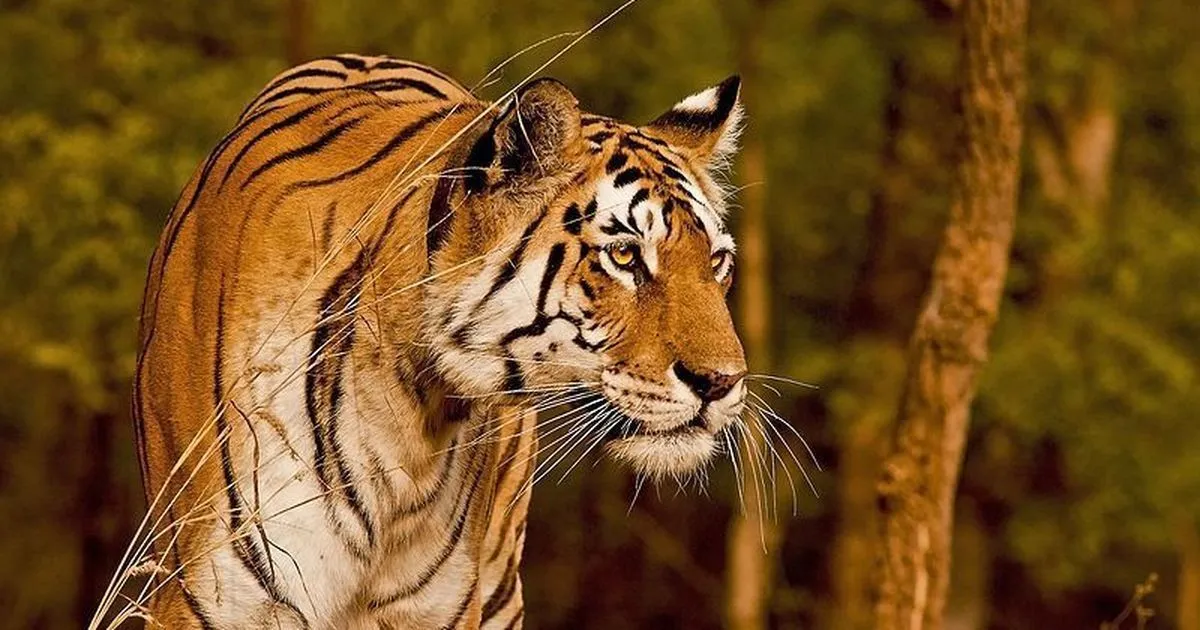 chhattisgarhs-tiger-count-doubles-to-35-thanks-to-stron