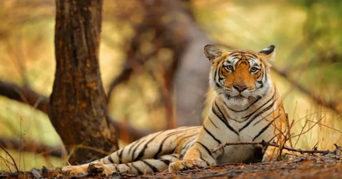 Tigress and Daughter Injured in Territory Fight at Ranthambore