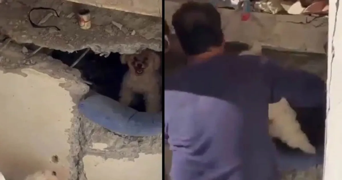 Rescue Teams Find Two Poodles Alive In Venezuela Earthquake Rubble