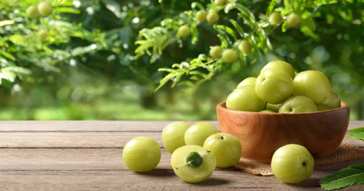 theres-superfood-in-your-backyard-amlas-benefits-gainin