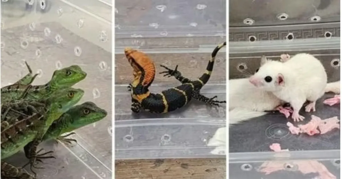 Mumbai Customs Nab Man Smuggling 67 Exotic Animals from Bangkok