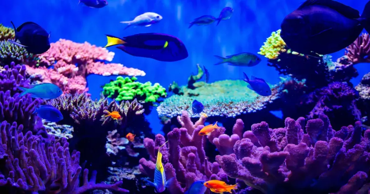 seismograph-no-thanks-an-aquarium-will-make-do