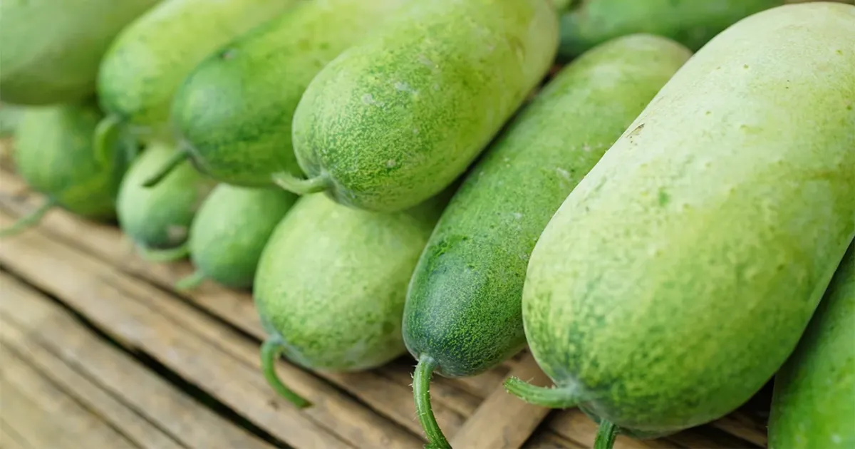 Ash Gourd: The Wonder Melon for Summer and 6 Recipes to Try
