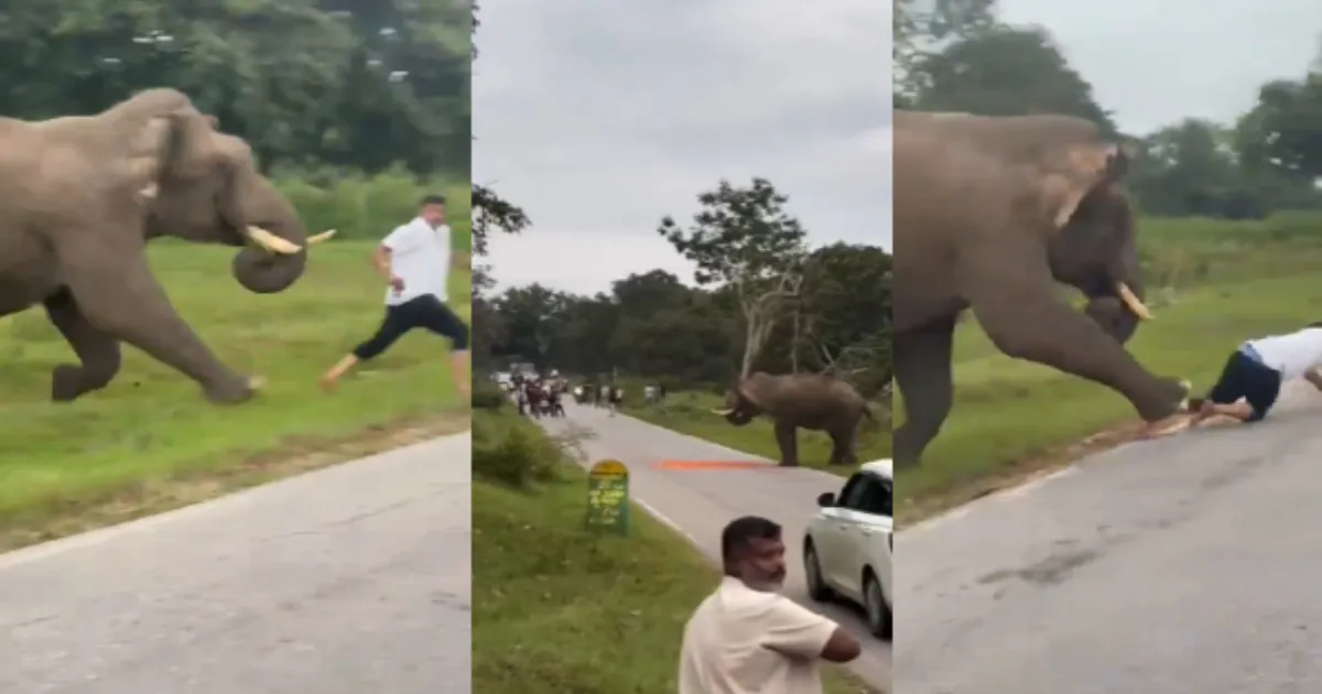 tourist-nearly-trampled-by-elephant-in-bandipur