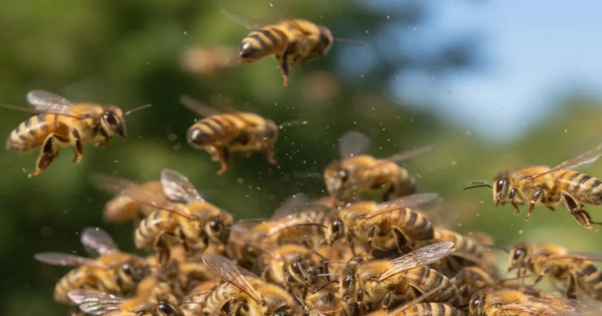 Elderly Man Dies Nine Injured in Bee Attack at Odisha Village