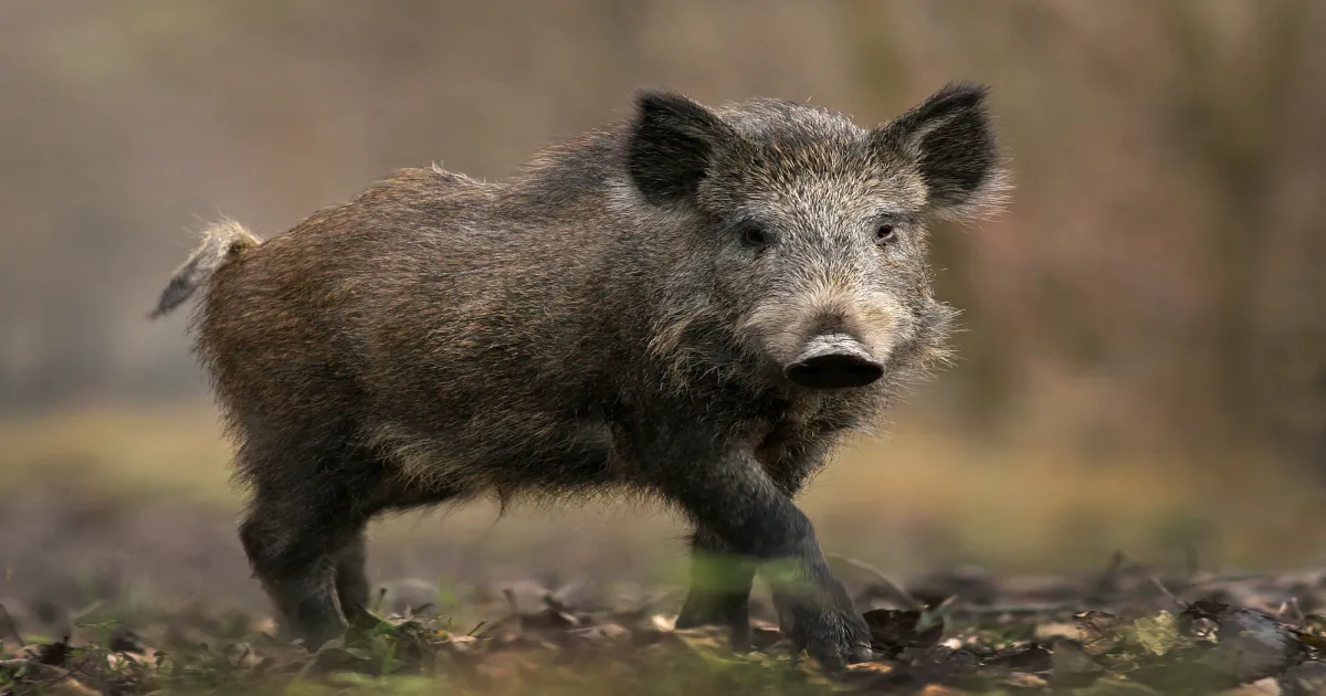 WILD BOAR HORROR!! Farmer Mauled To Death as Kerala’s Animal Chaos Spirals