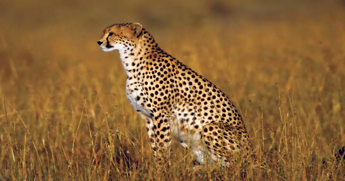 Cheetah and Four Cubs Set for Release into Wild at Kuno National Park