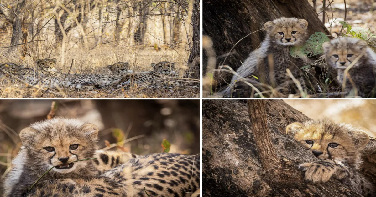 3 Cheers to Cheetahs! Cubs Thrive in Kuno National Park