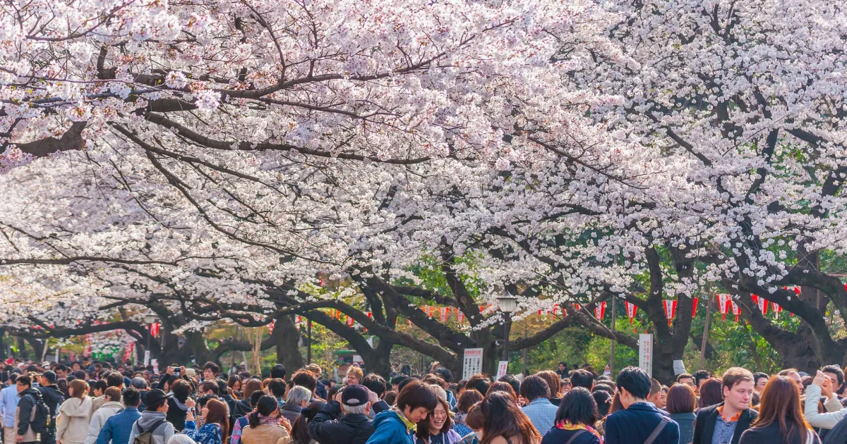 Japan’s Cherry Blossom Season Begins as Tokyo’s Sakura Bloom
