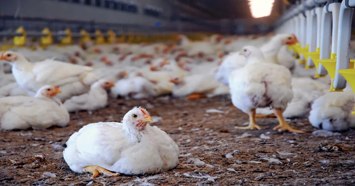 Tamil Nadu Bolsters Poultry Defenses: Rapid Response Teams Tackle Bird Flu Risk