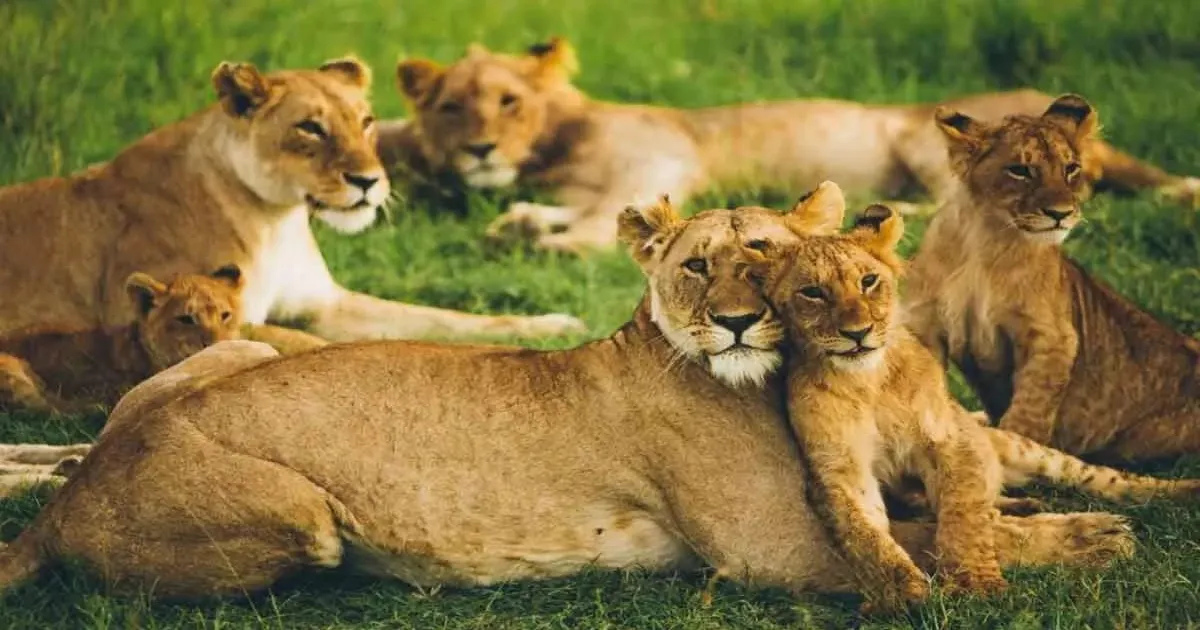 gujarats-barda-sanctuary-roars-for-world-lion-day-2025