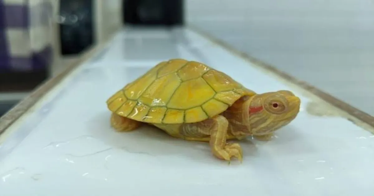 Mumbai Airport Bust: 54 Exotic Animals Seized from Passenger