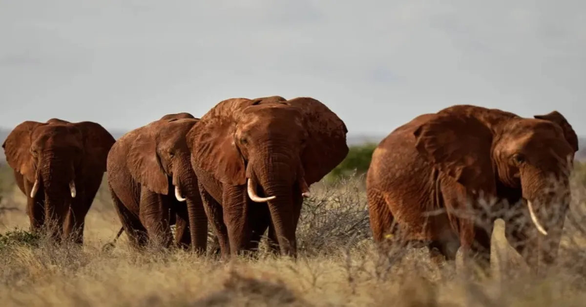 kenyan-farmers-repel-elephants-with-bees-and-sesame
