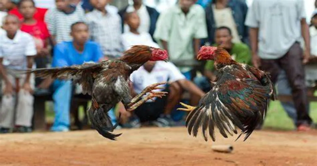 cock-fight-brs-leader-appears-before-police-in-hyderaba