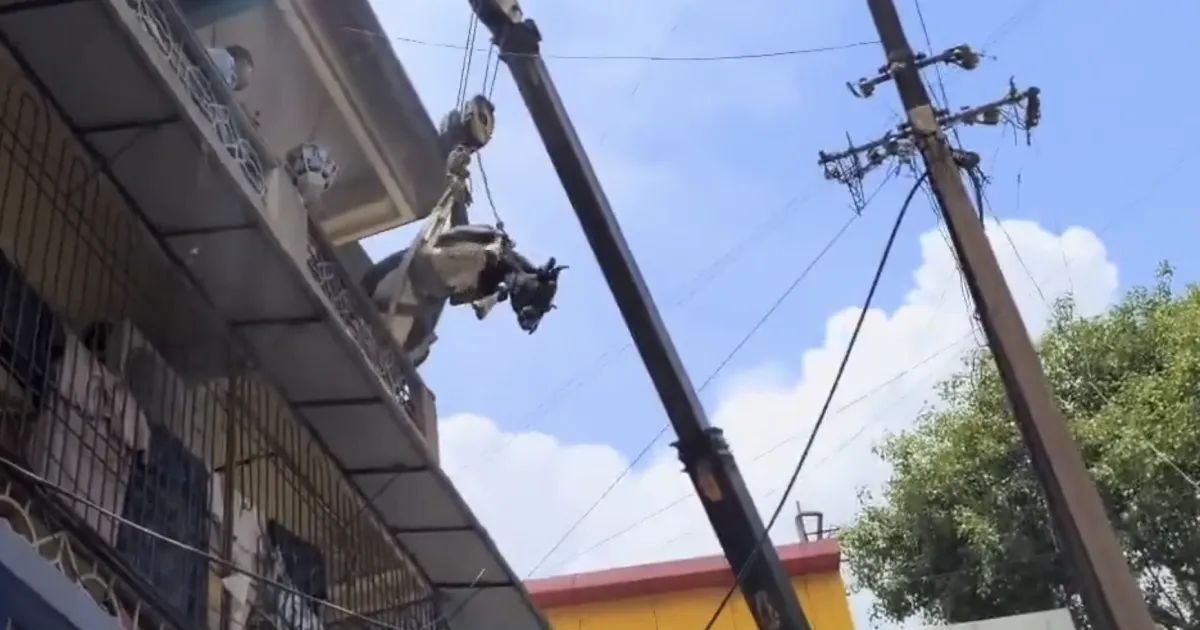Cow Runs Up 3 Floors in Fear of Stray Dogs! Daring Rescue by Fire Department Crane