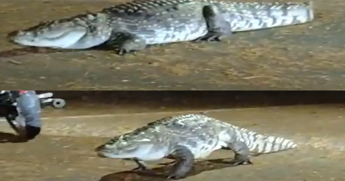 crocodile-spotted-roaming-iit-bombay-campus-road-stuns