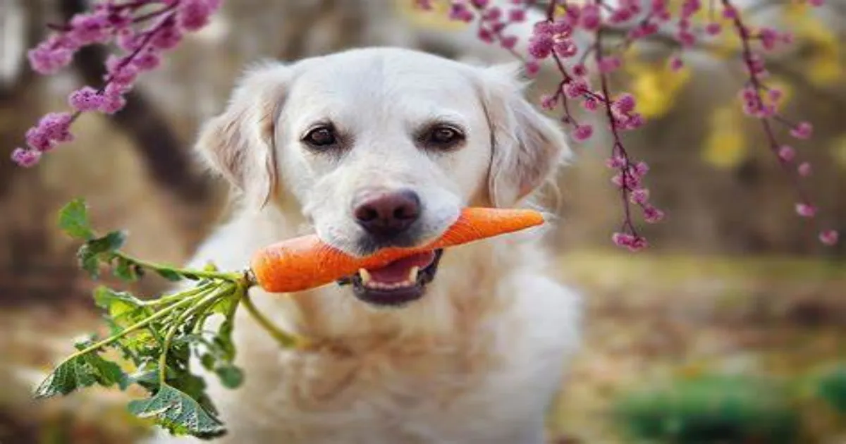 A Wholesome Delight: Recipe For a Home-Cooked Vegetarian Meal for Your Dog