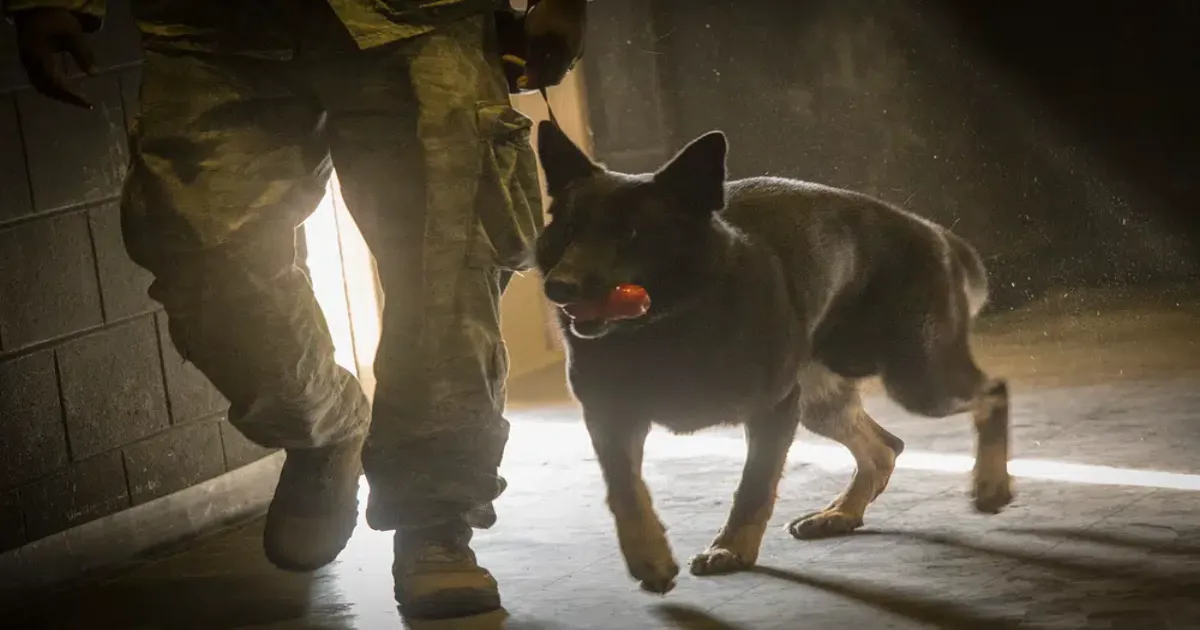 Kerala's Cadaver Dogs En Route to Join Telangana Tunnel Collapse Mission