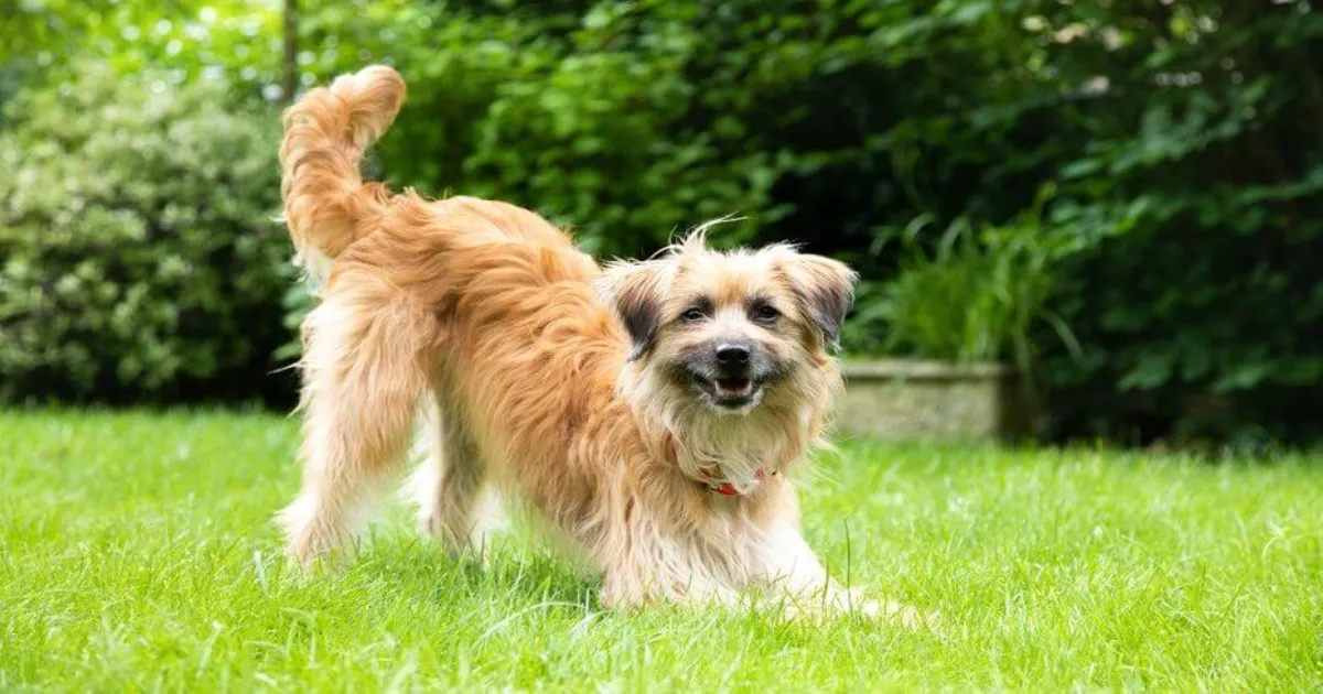 What Your Pet’s Body Language Is Trying to Tell You