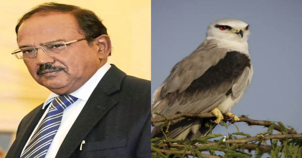 Flutter At Ajit Doval’s Residence! Injured Black Kite Rescued and Released After Recovery