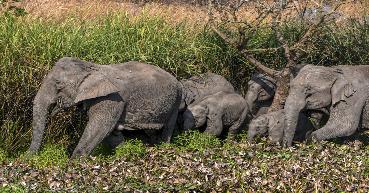 Fourth Kill in Four Days! Elephant Rampage Roils Chhattisgarh
