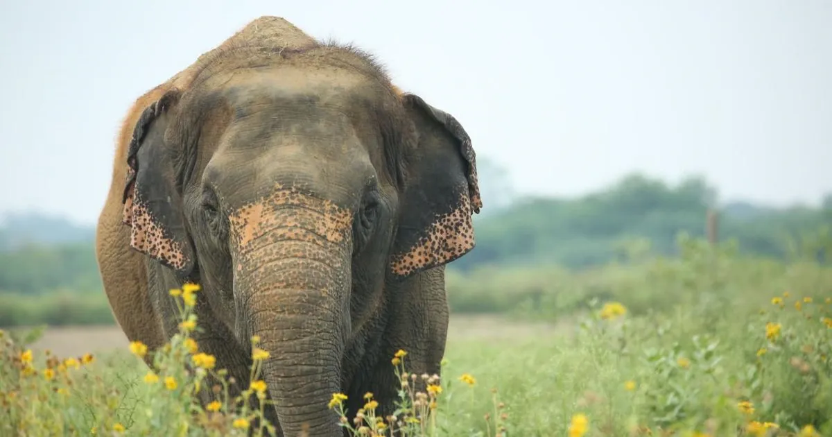 Thousands March to Bring Mahadevi Elephant Home