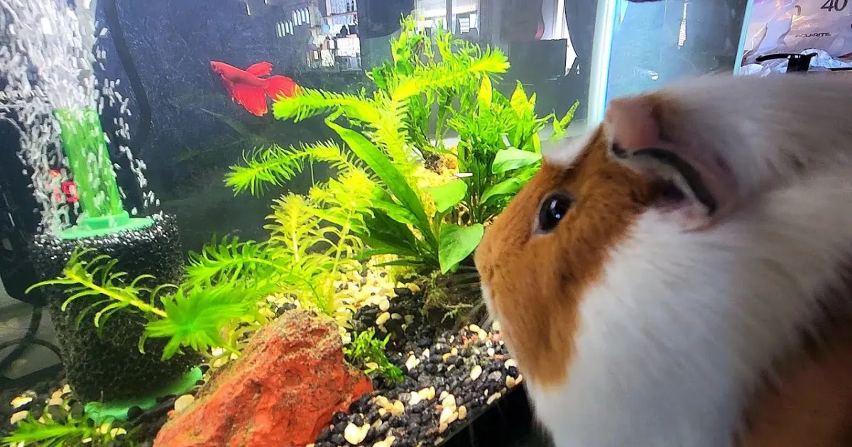 top-5-low-maintenance-pets-for-first-time-owners