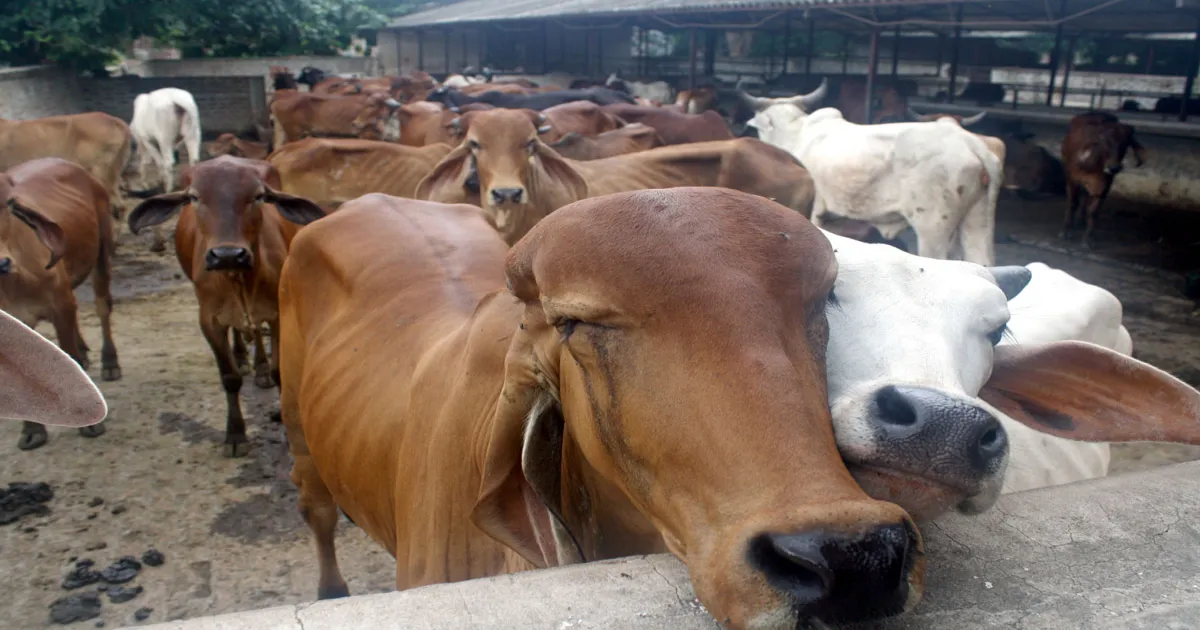 UP Aims to Make Gaushala's Self-Reliant; Govt to Promote Cow Dung and Urine for Farming