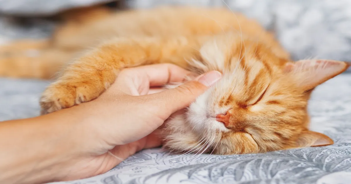 your-cats-purr-is-rewiring-your-brain-the-science-of-fe