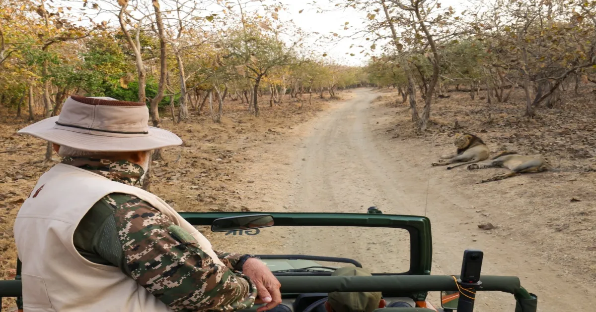 a-morning-with-lions-pm-narendra-modis-wildlife-adventu