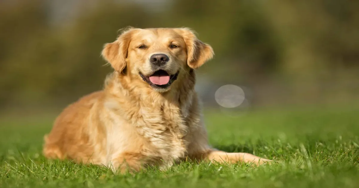 Pet Care 101: Top 5 Common Foods that are Toxic for Dogs