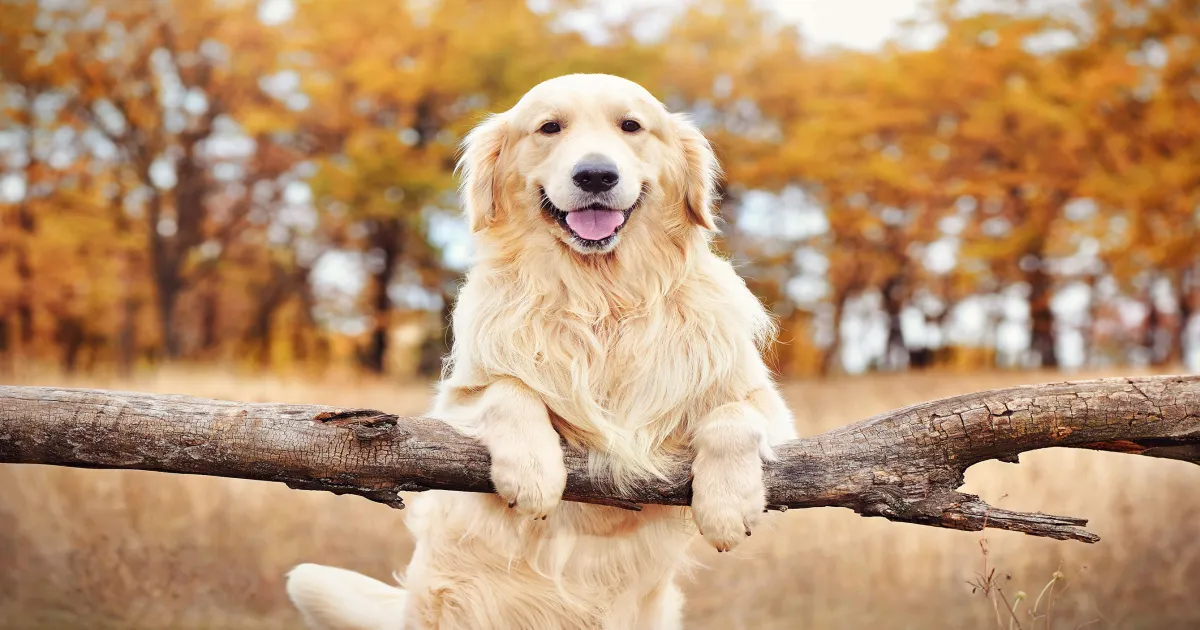keeping-your-pet-cool-essential-summer-care-tips-for-do