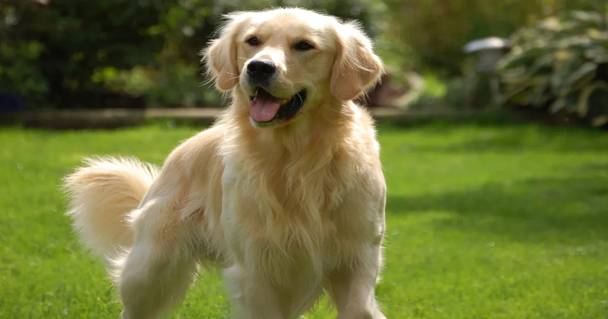 Top 5 Skincare Tips for Your Furry Buddies in Peak Summer