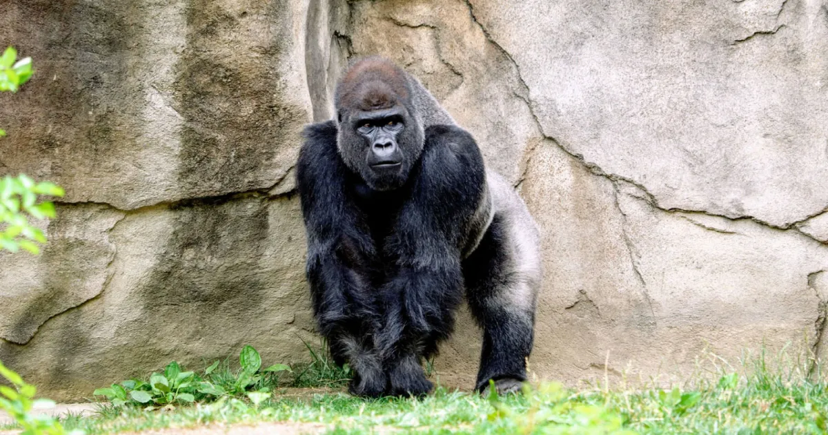 gorilla-tourism-transforms-poachers-into-protectors-in