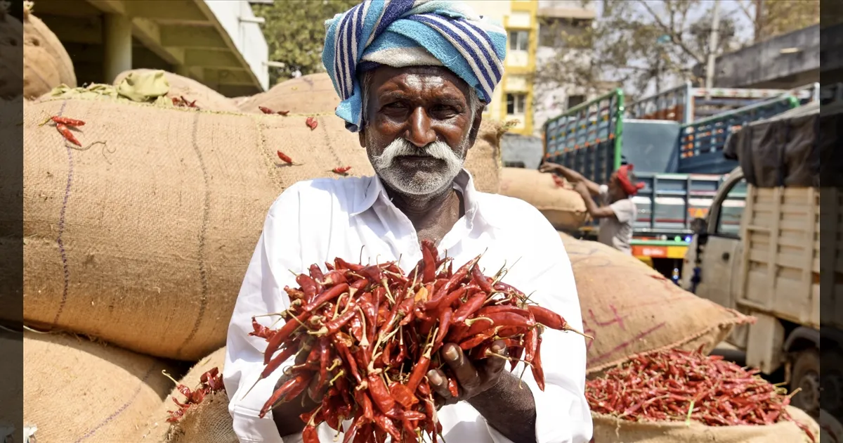 Swift Implementation of MIS by State and Center Saves Andhra Chilli Famers