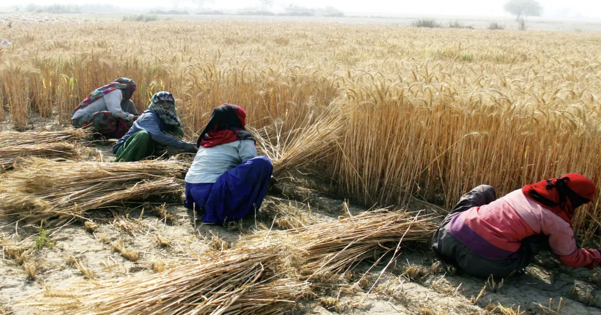 Wheat Boom in Punjab! Harvest Pegged at Record 124 Lakh Metric Tons