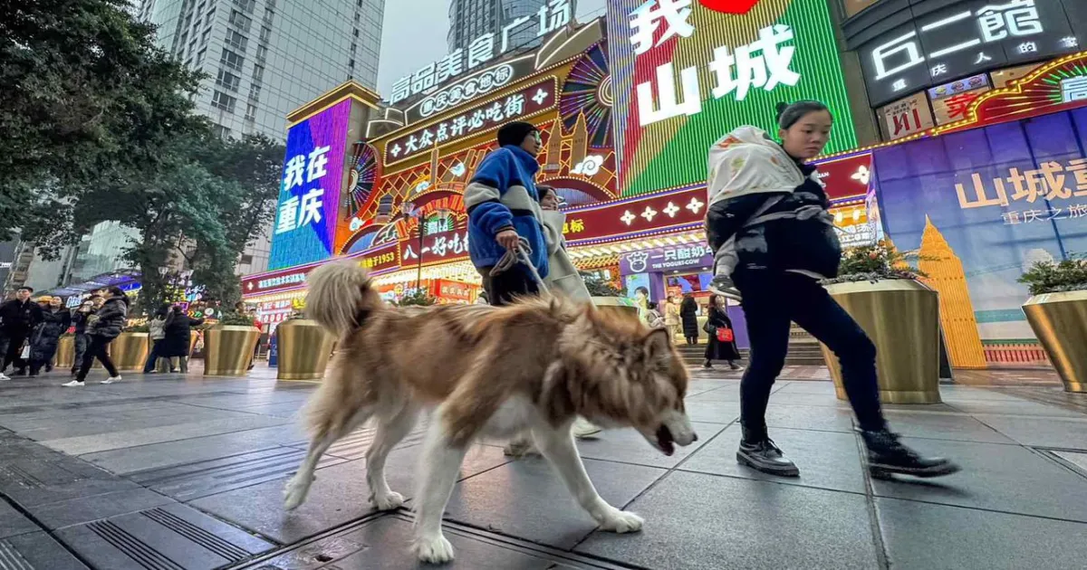 China’s Dog Rental Trend Raises Concerns Over Animal Stress And Ethics