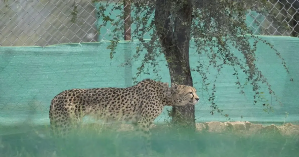 Cheetah Reintroduction Program Advances With Arrival of Nine Cats From Botswana In Madhya Pradesh